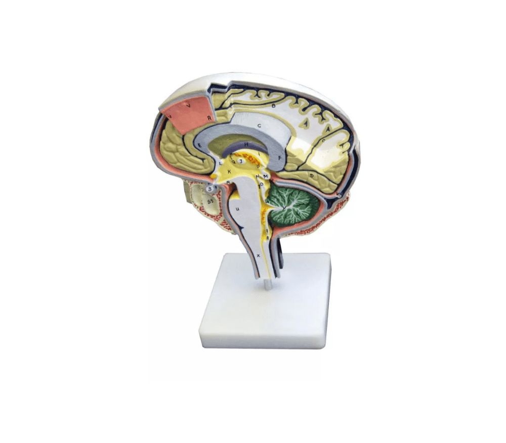 Hirnschnitt - Erler - Zimmer